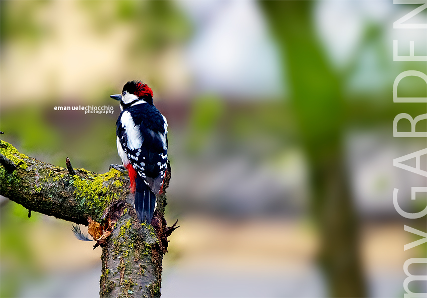 thelittleredwoodpecker