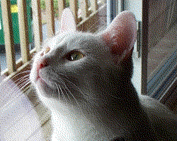 Nome:   Dithering_example_dithered_web_palette.png
Visite:  208
Grandezza:  16.8 KB
