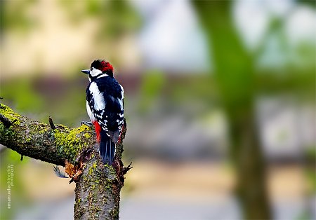 Clicca sull'immagine per ingrandirla

Nome:   redheadwoodpecker.jpg
Visite: 201
Dimensione:   90.5 KB
ID: 8357