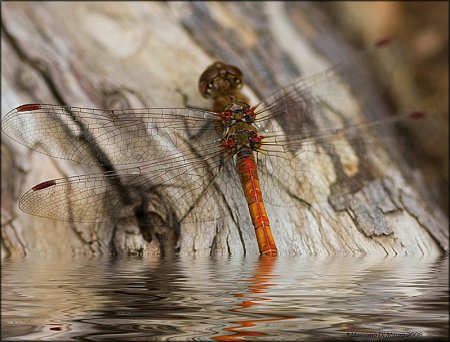 Clicca sull'immagine per ingrandirla

Nome:   liberelax.jpg
Visite: 122
Dimensione:   97.1 KB
ID: 6576