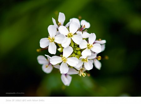 Clicca sull'immagine per ingrandirla

Nome:   whiteflower.jpg
Visite: 171
Dimensione:   48.6 KB
ID: 6564