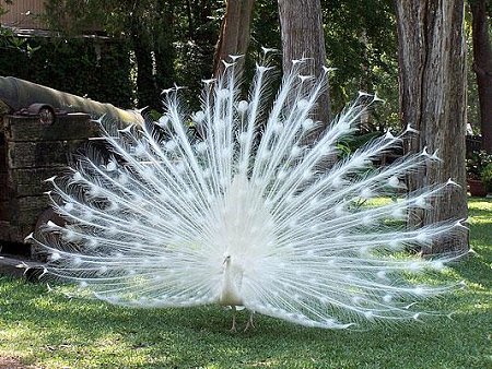 Clicca sull'immagine per ingrandirla

Nome:   albino_20peacock.jpg
Visite: 1048
Dimensione:   74.1 KB
ID: 4275