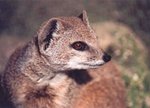 L'avatar di Mangusta