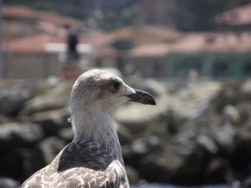 Clicca per vedere l'originale