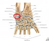 Capsule articolari carpo