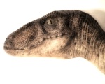 L'avatar di marcosaurus