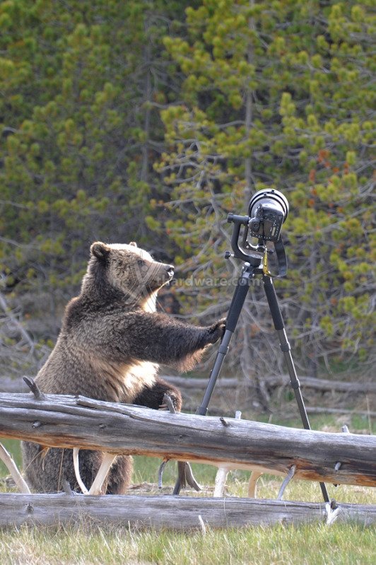 Nikon D4, a prova di orso grizzly 1